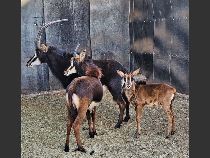 SABLE | @ MARULA