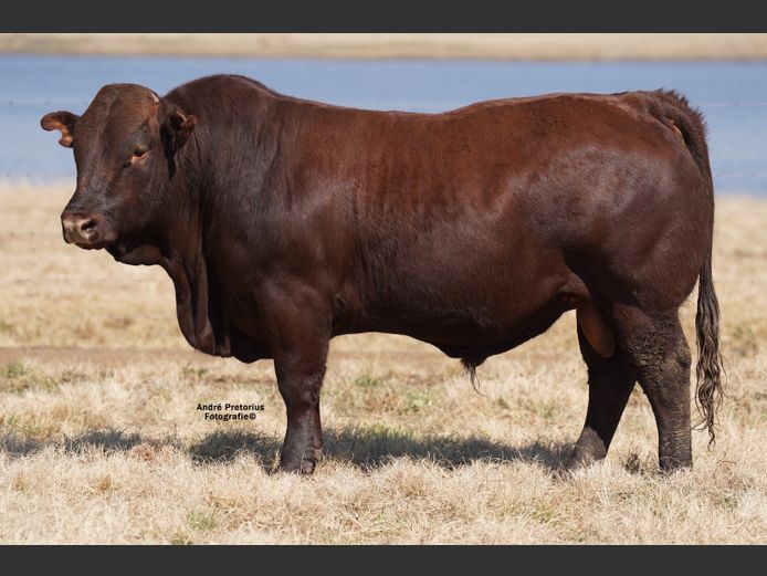 AG220131