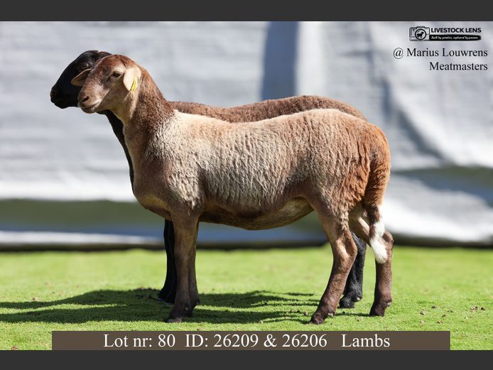 26209 | 26206 | Marius Louwrens Meatmasters