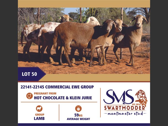 COMMERCIAL EWE GROUP | SWARTMODDER MEATMASTER STUD