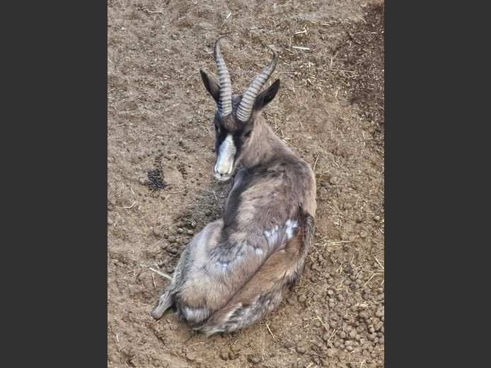 BLACK SPRINGBUCK | PRINS GAME