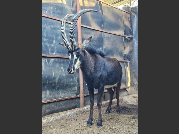 SABLE 38" | VENN & DU TOIT WILDBEDRYF
