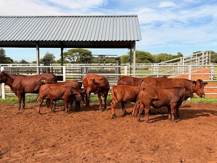 Commercial Animals | KRUGER BOERDERY