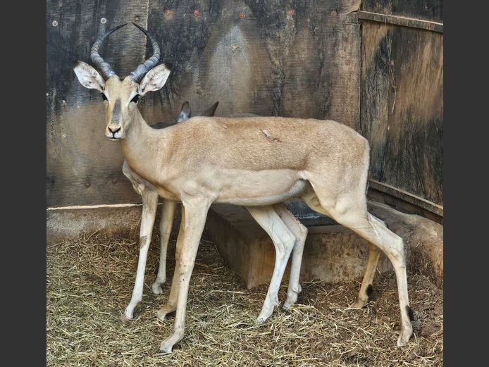 ROYAL IMPALA | 3-SOUTH BDY