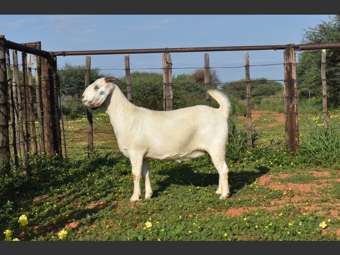 78 24 0099 | SUMMERVILLE TRUST