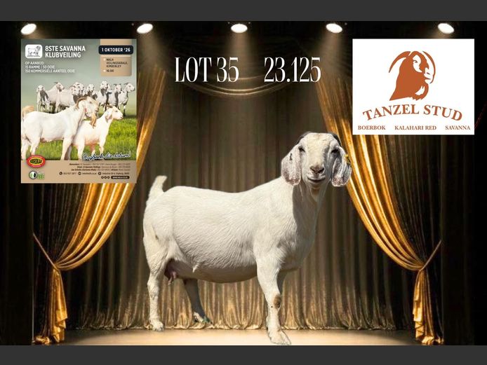 111230125 | Theunis Nel - Tanzel Boerbokstoet