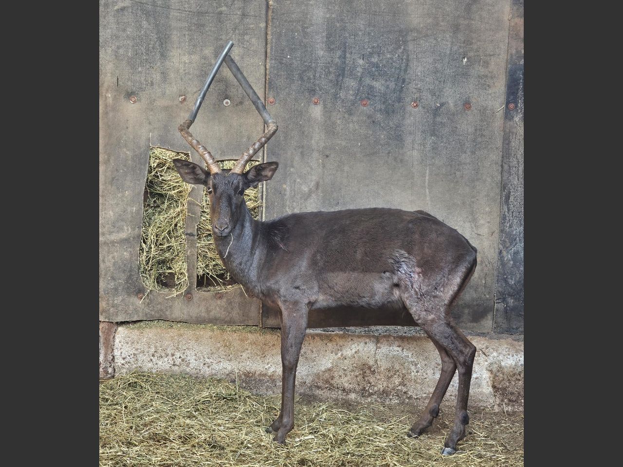 images