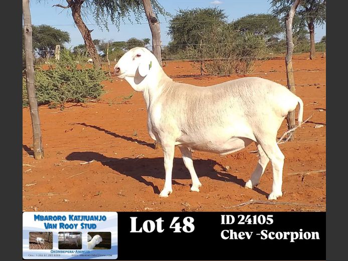 24105 | MBARORO KATJIUANJO VAN ROOY STUD
