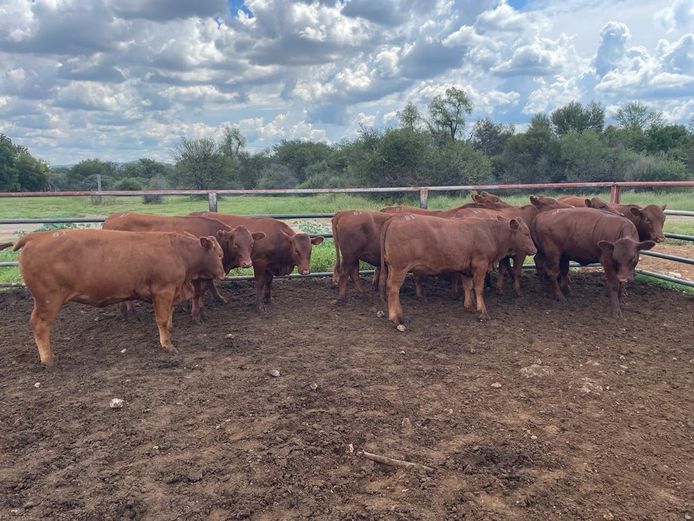 Commercial Animals | Waterpaslaagte