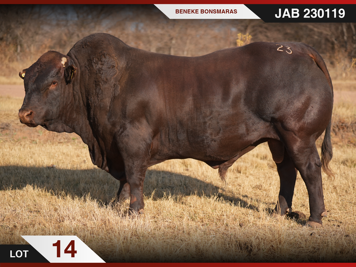 JAB 230119 | J.A. BENEKE