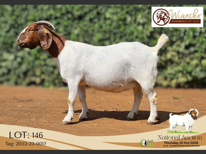 2053-23-0017 | Wiancko Boerbokstoet