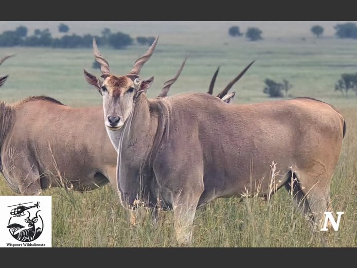 ELAND | WITPOORT WILDDIENSTE