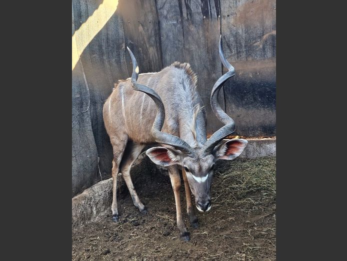 KUDU 50” | NOVAVEN