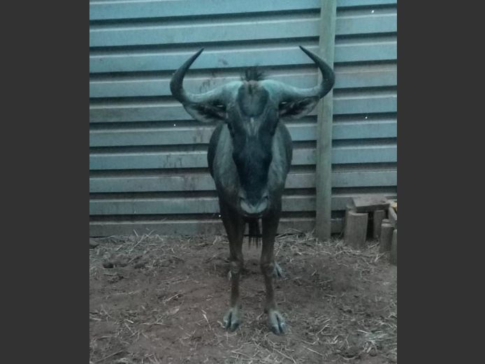 BLOUWILDEBEES | BUFFELSPOORT