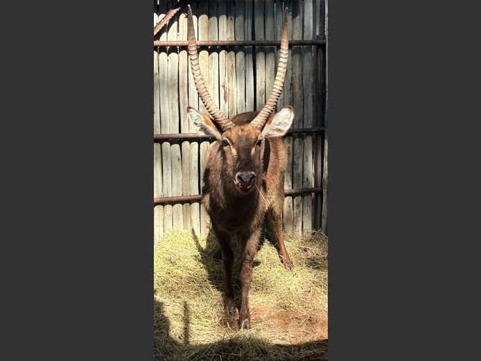 Waterbok Bul