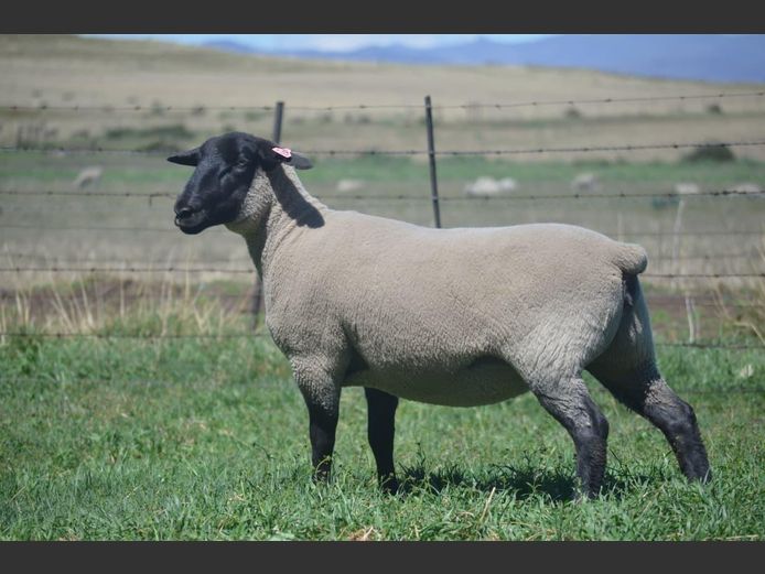 301 240072 | TWEESEUNS