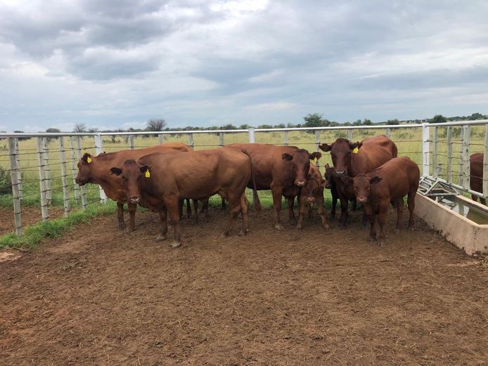 Kommersële Vroulike Diere