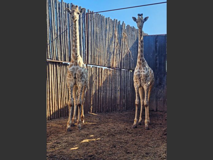 GIRAFFE | AYLESHAM TRUST