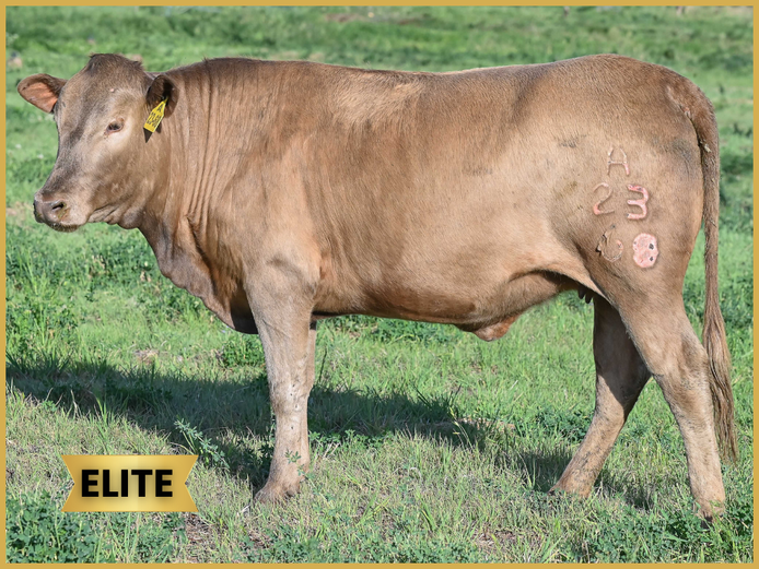 A230068 | ACACIA MOUNTAIN TULIS