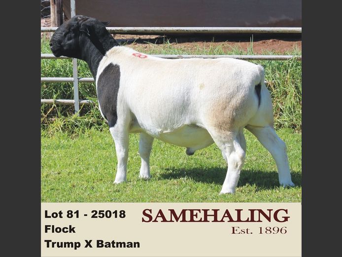 25018-330 | SAMEHALING DORPERS