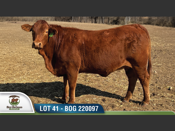BOG 220097 | BEEF ON GRASS