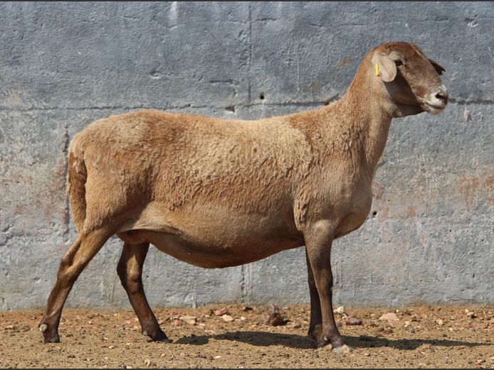 CRL 21.578 | Riaan Liebenberg - Hanri Meatmasters