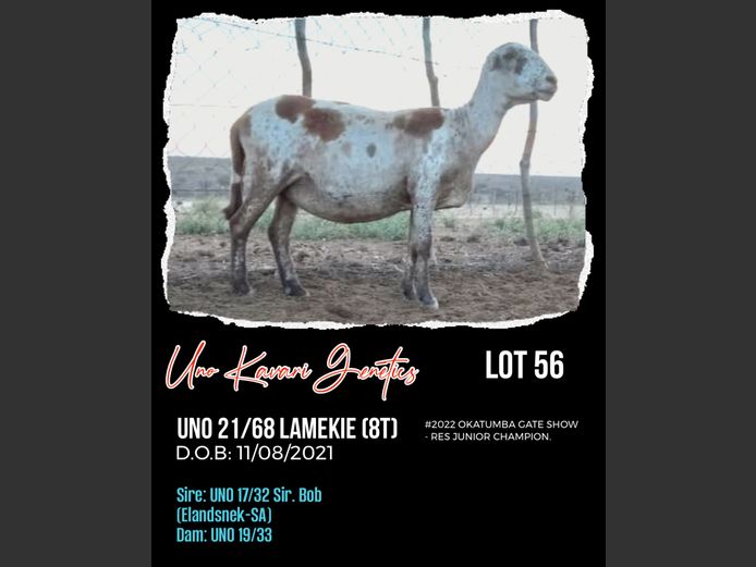 UNO 21/68 | UNO KAVARI GENETICS