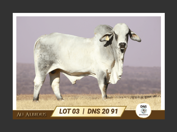 DNS2091 | JES-C BOERDERY (PTY) LTD