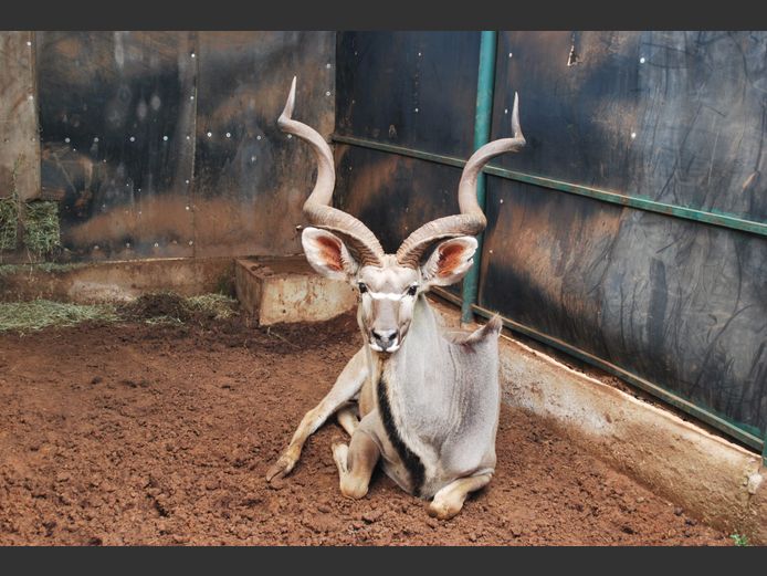 KUDU | MIDMALANGAZ