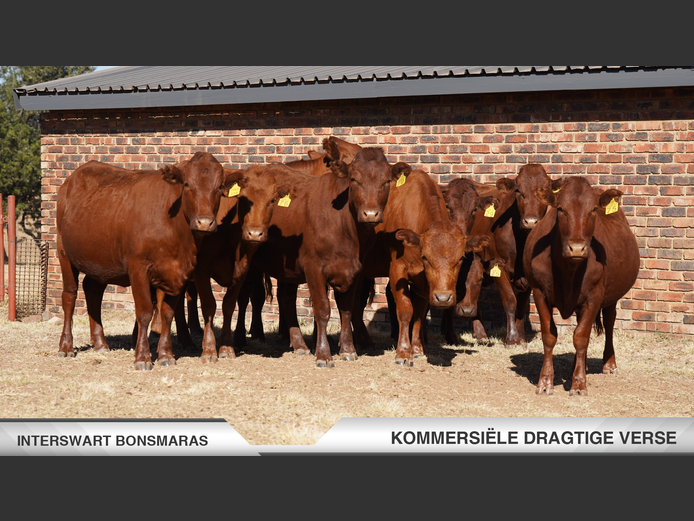 Commercial Animals | Interswart
Bonsmaras - Northam