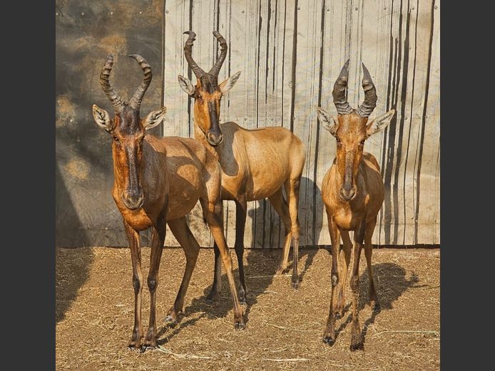 RED HARTEBEEST | HUGOMOD