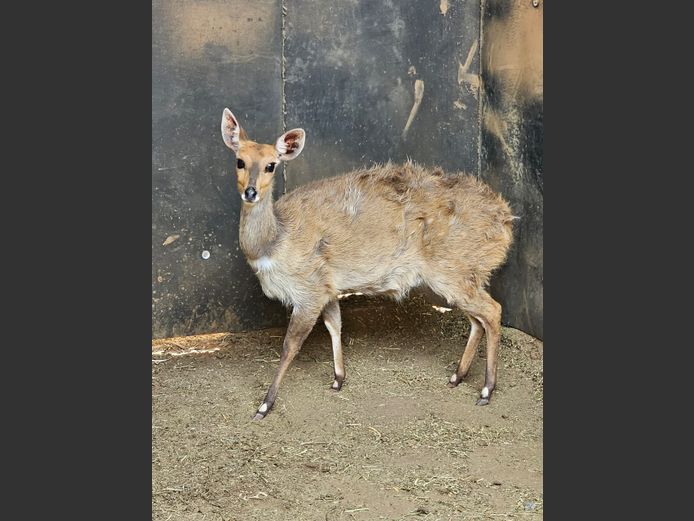 BUSHBUCK | ABUGRATI