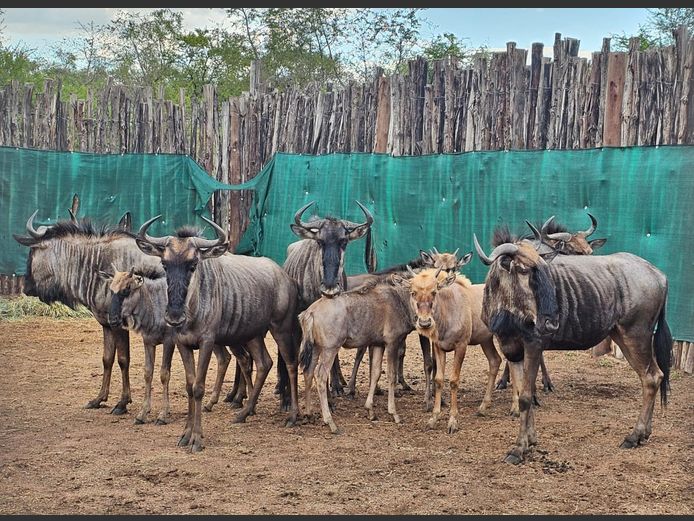 BLUEWILDEBEEST | FARM 258