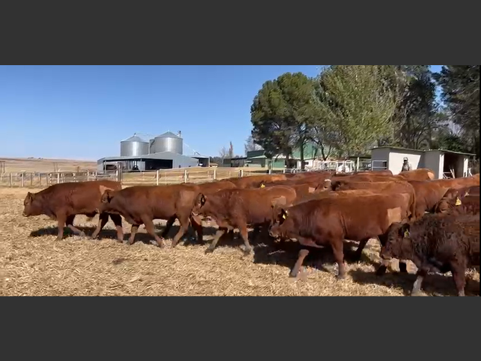 Weaners 