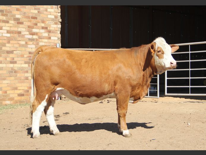 E239 | EE SCHULENBURG