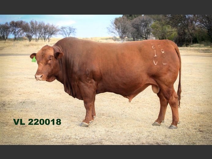VL 220018 | T.D.J. VLOTMAN