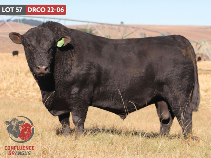 DRCO220006 | MASIZAKHE FARMING CC
