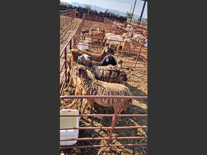 MEATMASTER | NAZARDI BOERDERY