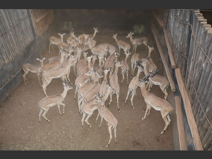 Rooibok