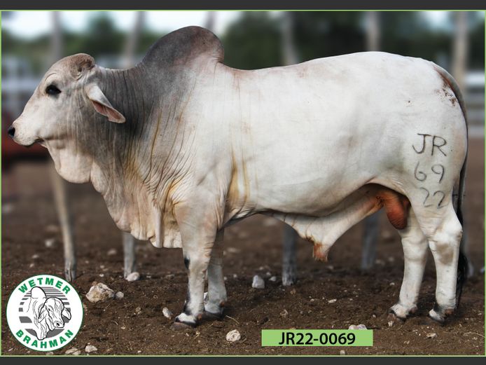 22-0069JR | WETMER BRAHMAN