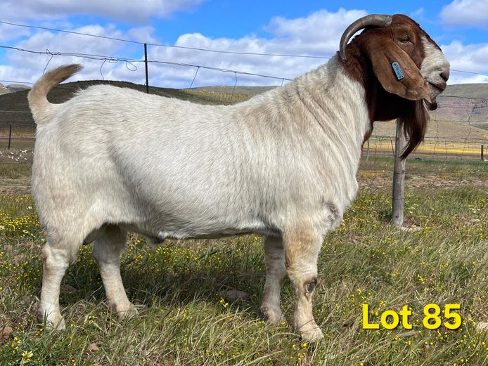 24-018 | Biedouw Boerbokstoet