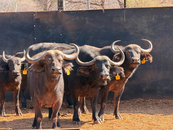 BUFFELS | AJ MOOLMAN