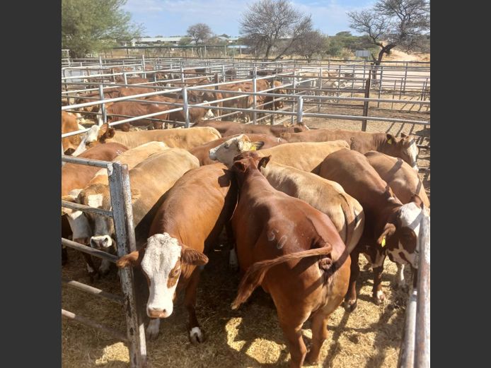 COWS | DOLL FARMING PREMIUM AUCTION