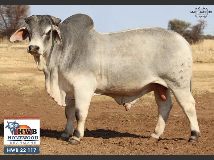 HWB22117 | HOMEWOOD BOERDERY PTY LTD