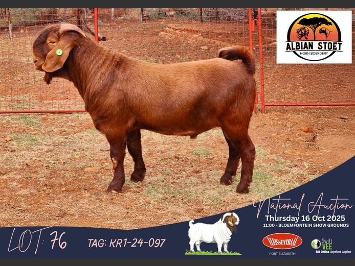 AH 240097 |  Albie en Louwan Horn