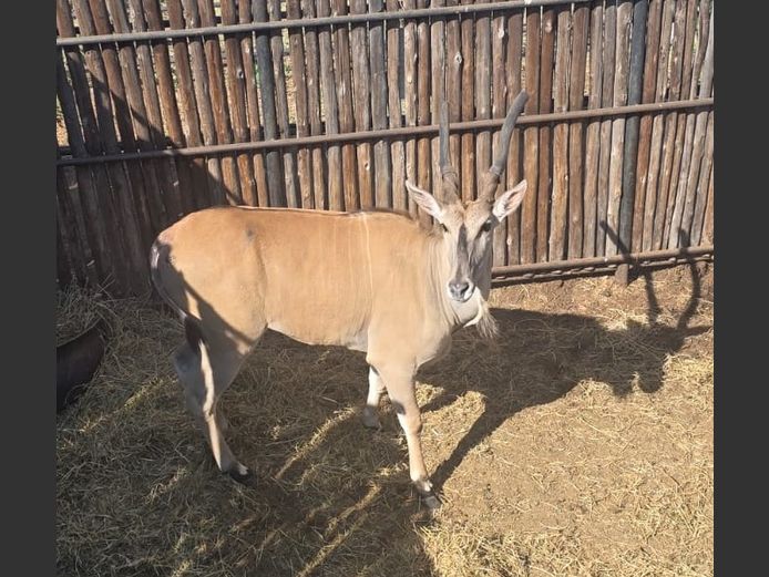 ELAND | HANLEY