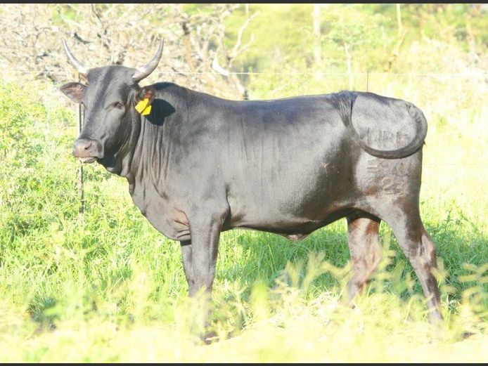 NRF 230346 | NORTHFIELD