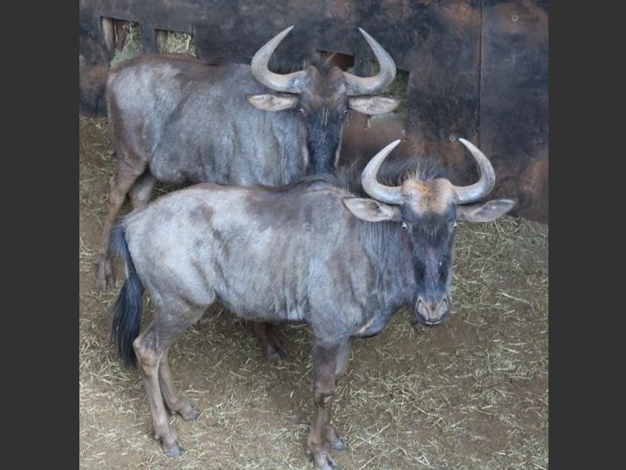 BLUE WILDEBEEST