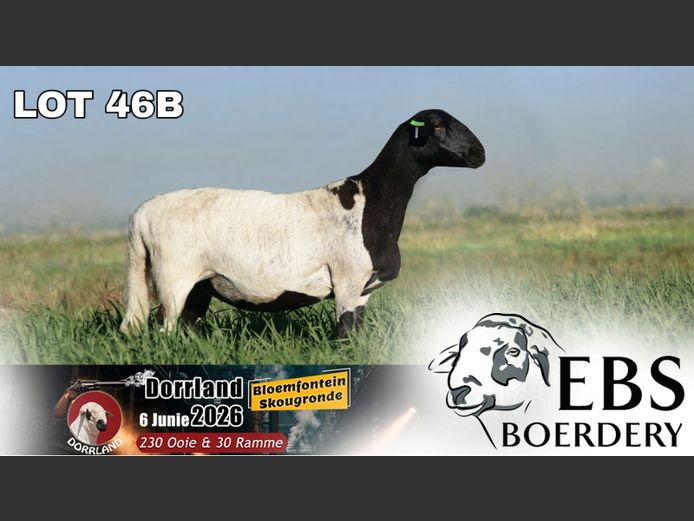 KM 22 0079 | EBS Boerdery
