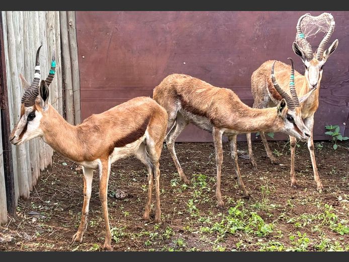 Kalahari Springbok Ramme